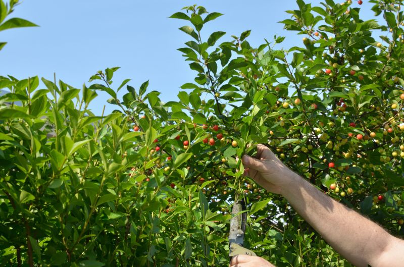 Peach Tree Pruning in Allentown, PA
