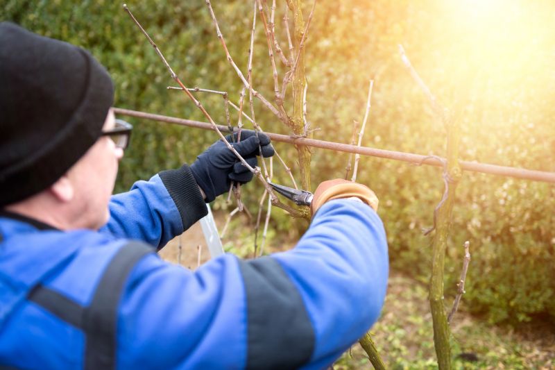 Arborvitae Pruning in Rockwall, TX