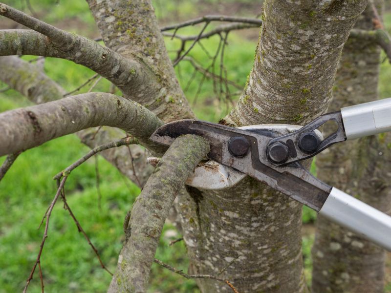 Birch Tree Pruning in Pottstown, PA