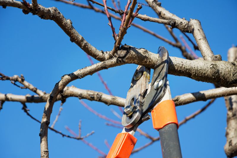 Canopy Pruning in Allentown, PA