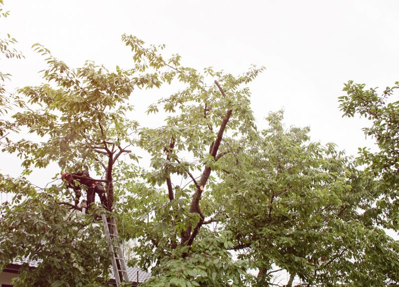 Perennial Trimming detail