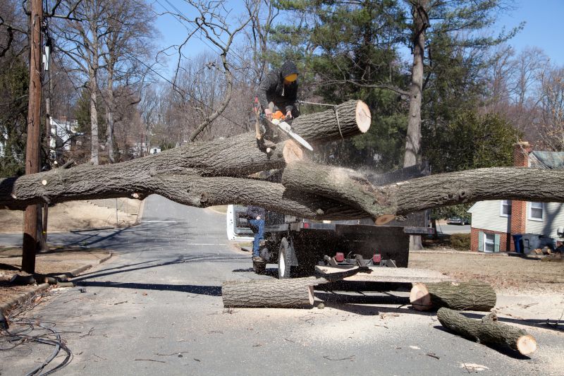 Tree Removal Service in Doylestown, PA